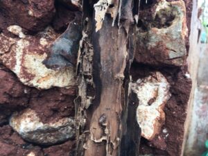 Termite damaged wood